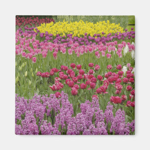 Garden of tulips, daffodils, and hyacinth magnet