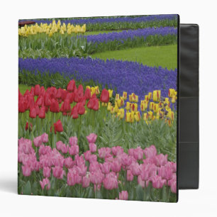 Garden of tulips, Grape Hyacinth and Binder