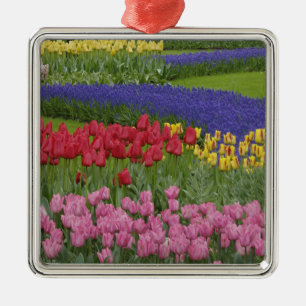 Garden of tulips, Grape Hyacinth and Metal Ornament