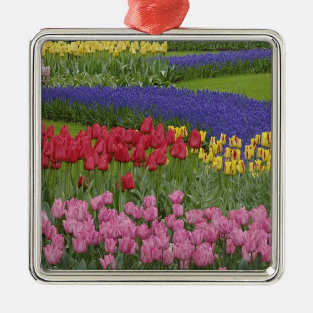 Garden of tulips, Grape Hyacinth and Metal Ornament (Front)