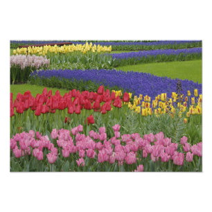 Garden of tulips, Grape Hyacinth and Photo Print