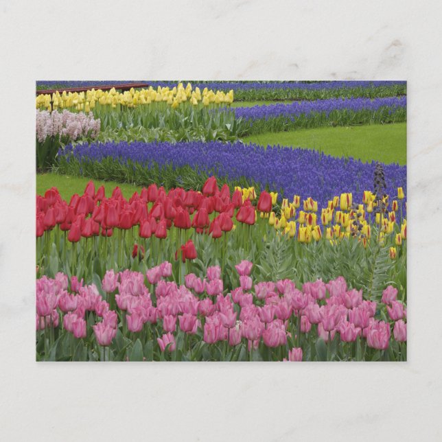 Garden of tulips, Grape Hyacinth and Postcard (Front)