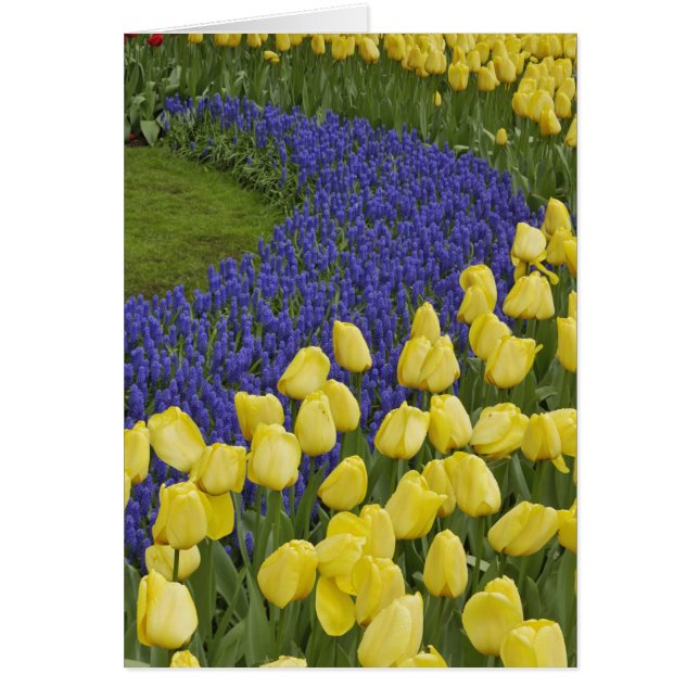 Garden pattern of Grape Hyacinth flowers and (Front)