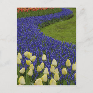 Garden pattern of Grape Hyacinth flowers and 2 Postcard