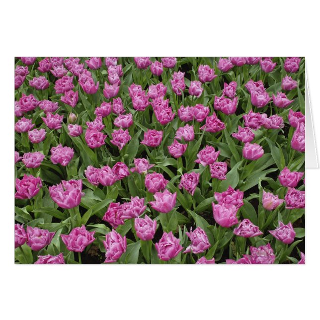 Garden pattern of tulips, Keukenhof Gardens, (Front Horizontal)