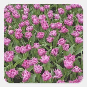 Garden pattern of tulips, Keukenhof Gardens, Square Sticker