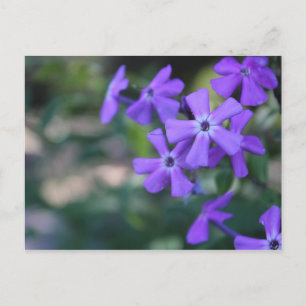 Garden Phlox Postcard