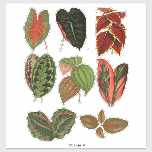 Garden Plant leaves botanical art illustrations (Sheet)