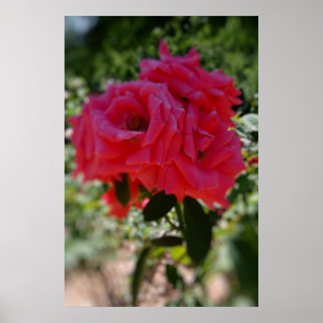 Garden Rose Poster (Front)