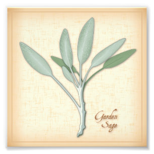 Garden Sage Herb Photo Print