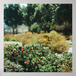 Garden Scatter Poster