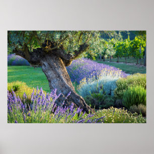 Garden scenic with flowers, France Poster