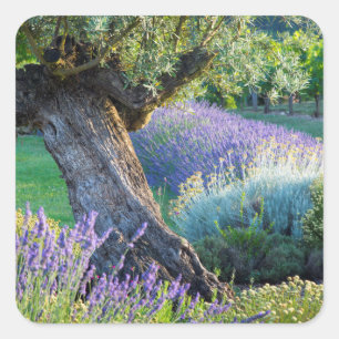 Garden scenic with flowers, France Square Sticker