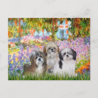 Garden - Shih Tzus (three) Postcard