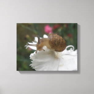 Garden Snail and White Carnation Canvas Print