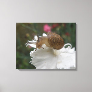 Garden Snail and White Carnation Canvas Print