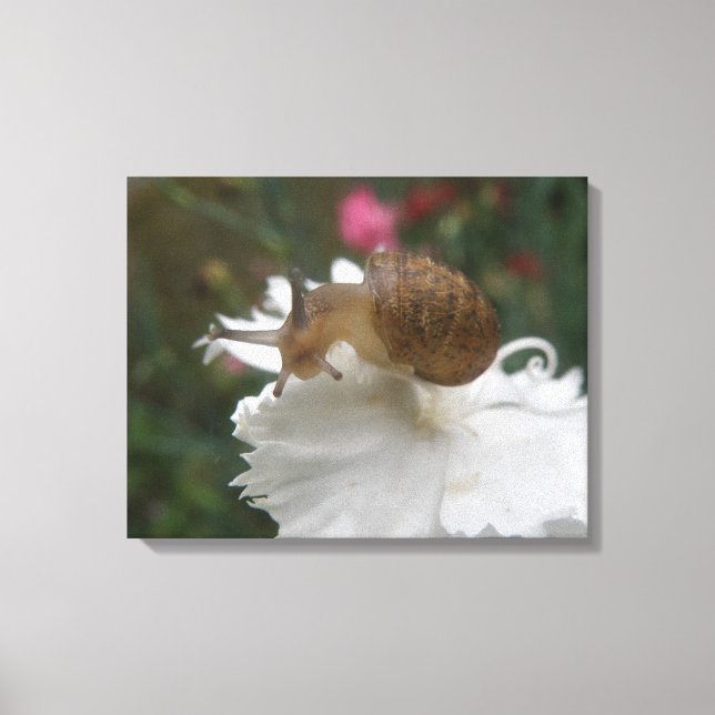 Garden Snail and White Carnation Canvas Print (Front)