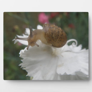 Garden Snail and White Carnation Plaque