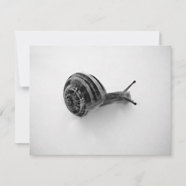 Garden Snail Nature Photography (Front)