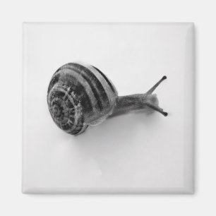 Garden Snail Nature Photography Magnet