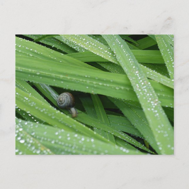 Garden Snail Postcard (Front)