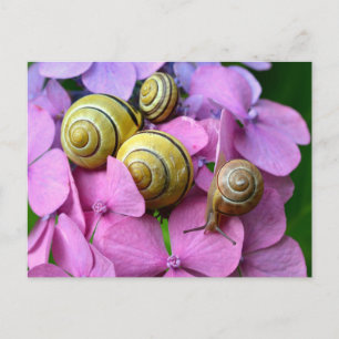 Garden Snails on Pink Flowers Postcard