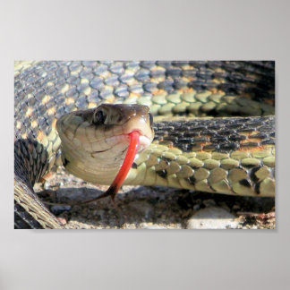 Garden snake poster