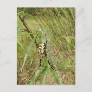 Garden Spider Postcard