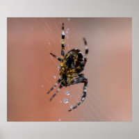 Garden Spider