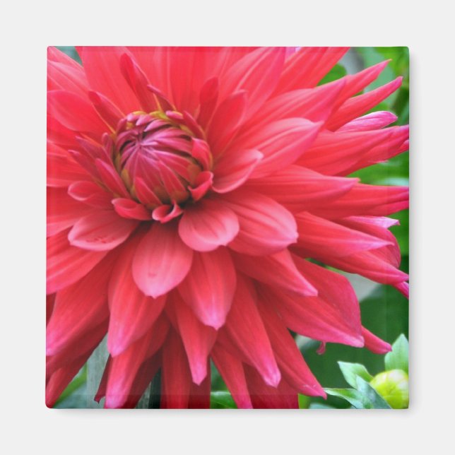 Garden Star Dahlia Magnet (Devant)