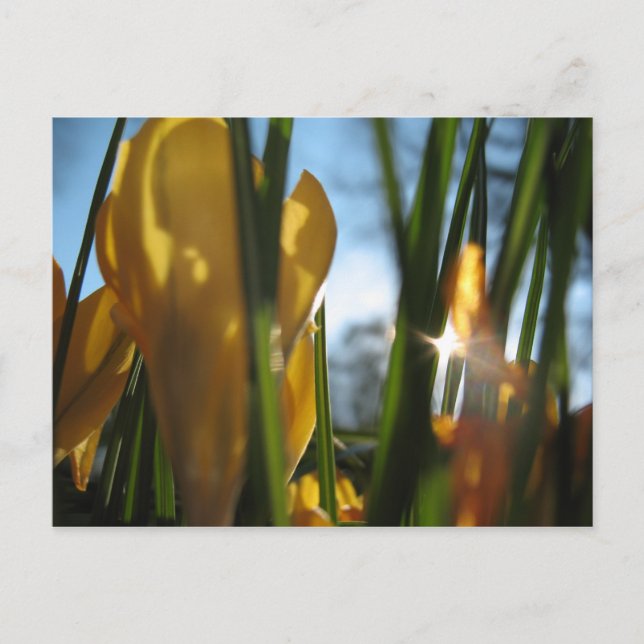 "Garden Sunset" Greeting Card (Front)