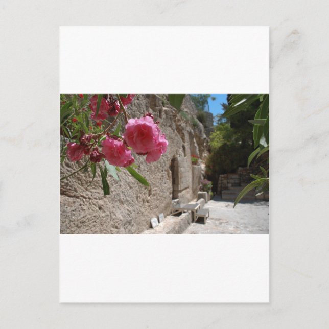 Garden Tomb Jeruselum Isreal Postcard (Front)