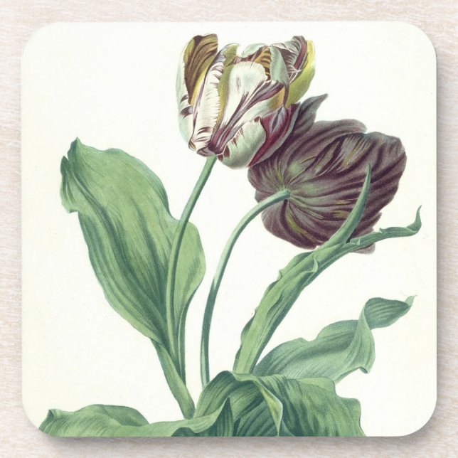 Garden Tulip, from 'Opera Botanica', engraved by L Coaster (Front)