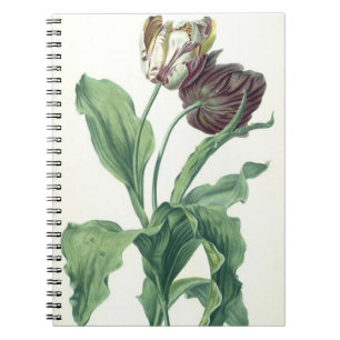 Garden Tulip, from 'Opera Botanica', engraved by L Notebook
