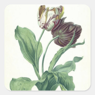 Garden Tulip, from 'Opera Botanica', engraved by L Square Sticker