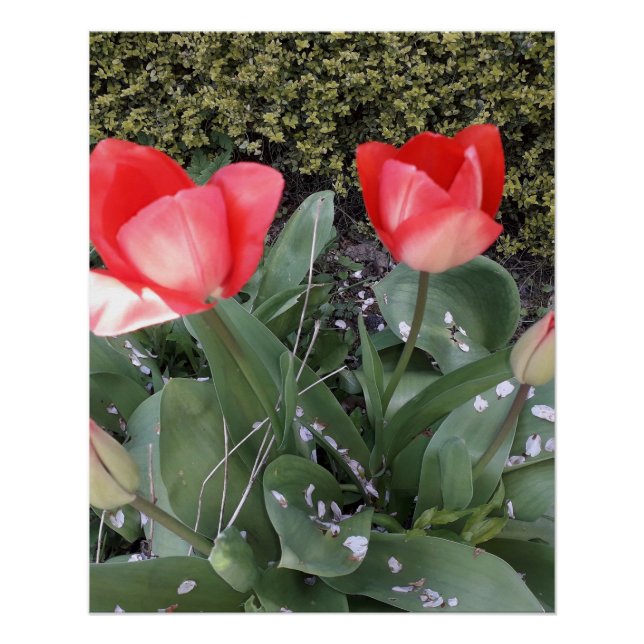 Garden tulips poster (Front)