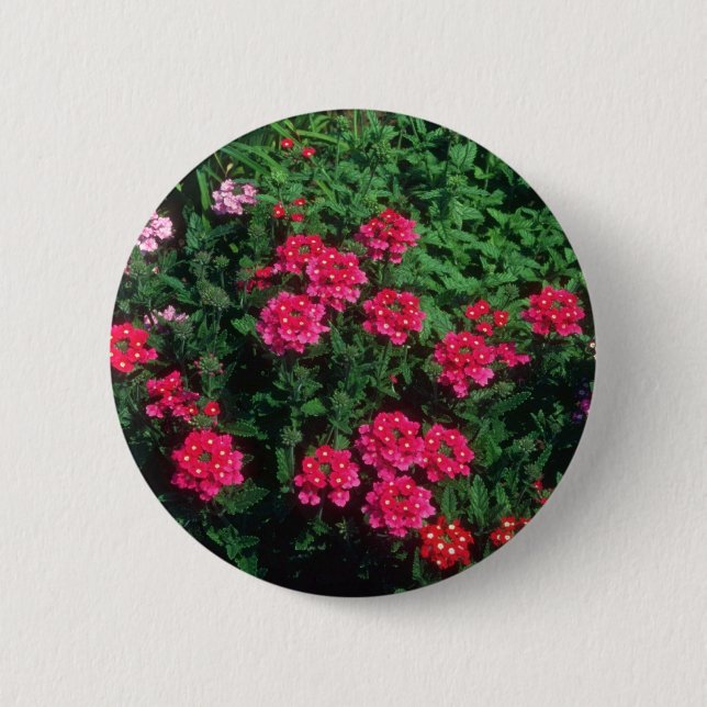 Garden Verbena (Verbena Hybrida) flowers 2 Inch Round Button (Front)