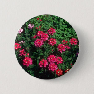 Garden Verbena (Verbena Hybrida) flowers 2 Inch Round Button