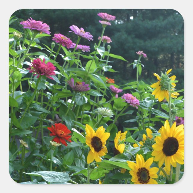 Garden View, daisies, cosmos, sunflowers, mums Square Sticker (Front)