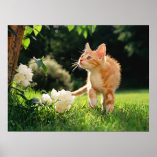Garden Walk Tabby Cat Print