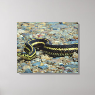 Gardener Snake Canvas Print