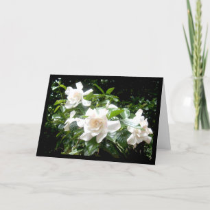 Gardenia, blank card