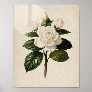 Gardenia Blossom and Bud Vintage Botanical Art Poster
