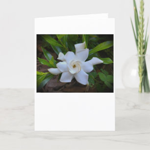 Gardenia, card