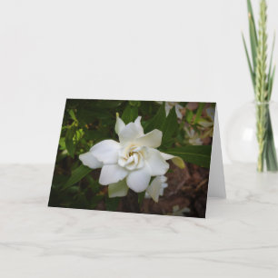 Gardenia, card