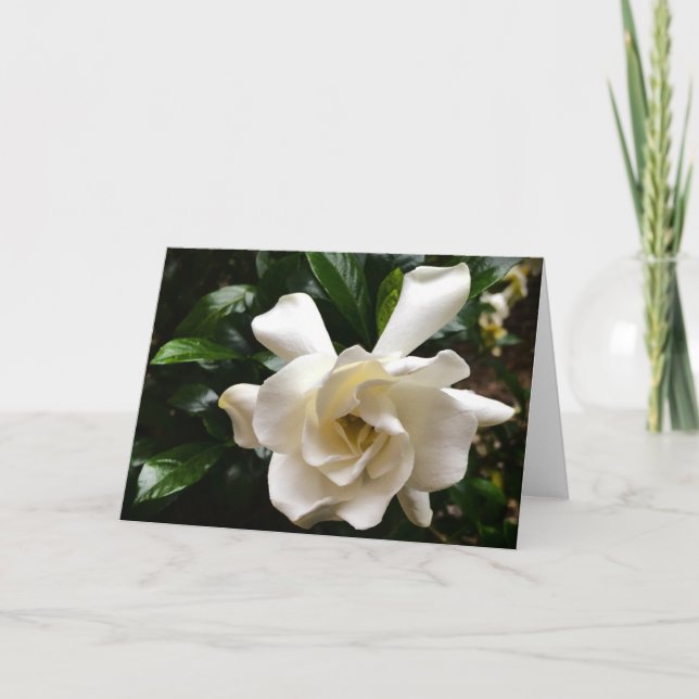 Gardenia, Card (Front)