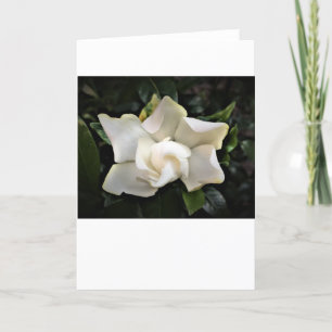 Gardenia, card
