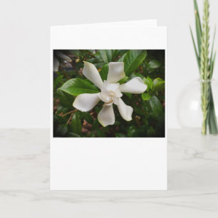 Gardenia, card