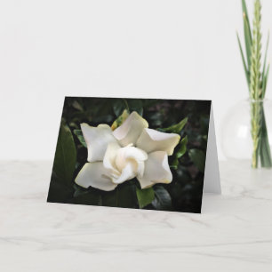 Gardenia, card