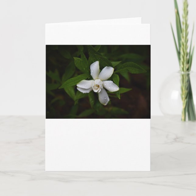 Gardenia, card (Front)